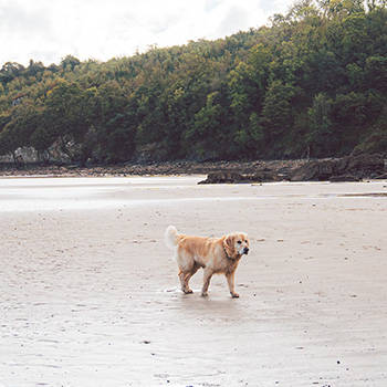 Dog-friendly places by the coast