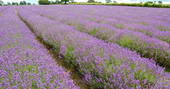 Lavender field close to Old Mill Treehouse, Bath & N.E Somerset
