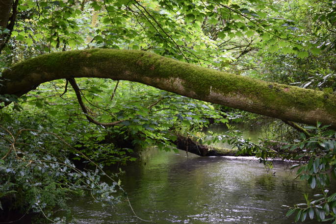 The woodland river creek at Mill Valley Farm in Cornwall