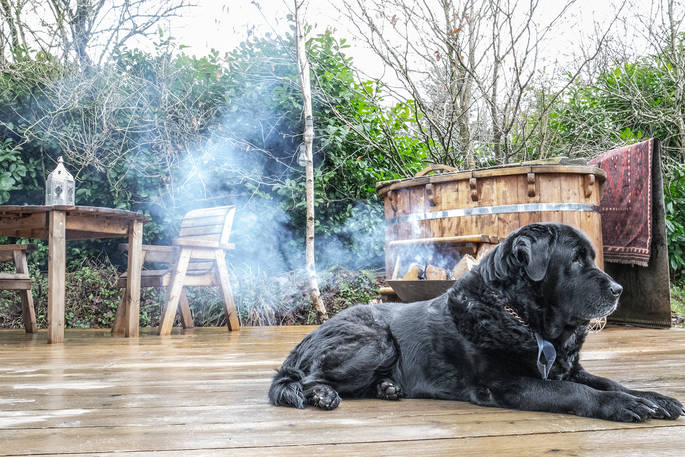 Laze outside Ragnarr with your pet in Cornwall