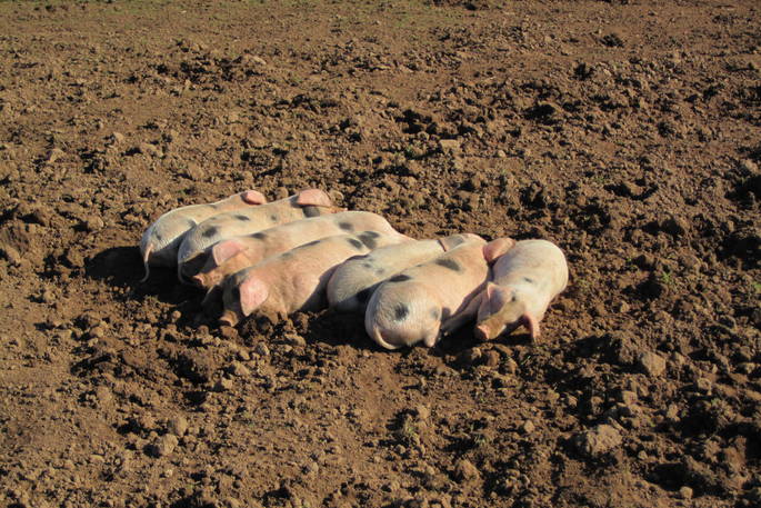 Pigs at Drybeck Farm, Cumbria