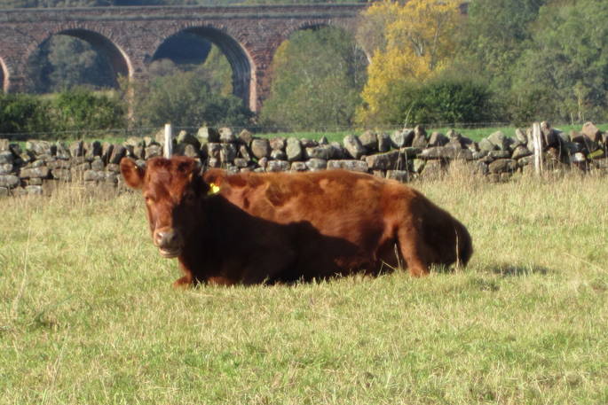 Cow at Drybeck Farm, Cumbria