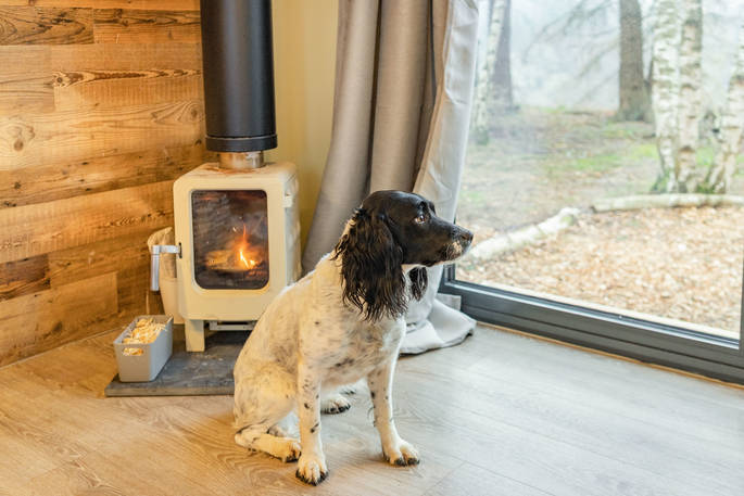 Merlin, The Lost Cabins dog admiring the view while getting warm with the wood burner, Edenhall Estate, Penrith, Cumbria