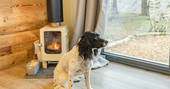 Romey, The Lost Cabins - dog and the wood burner, Edenhall Estate, Penrith, Cumbria