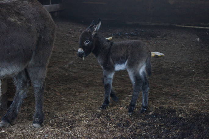 A baby donkey at Berridon Farm in Devon