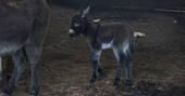 A baby donkey at Berridon Farm in Devon