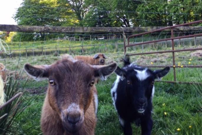 The resident goats at Berridon Farm in Devon