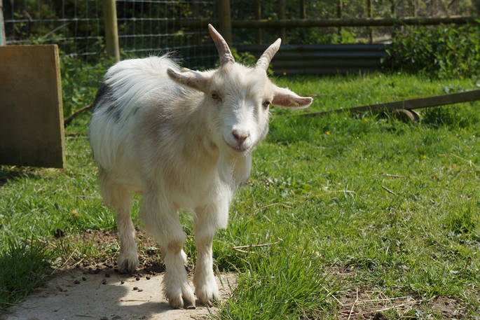 Lofty the goat, meet the animals at Berridon Farm, Devon