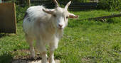 Lofty the goat, meet the animals at Berridon Farm, Devon