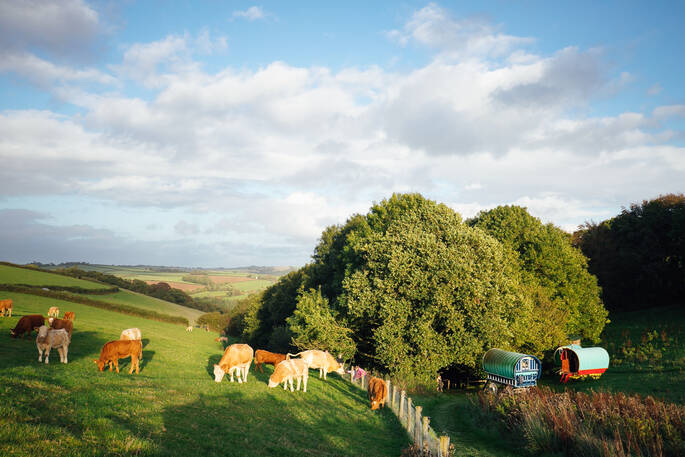 A view of Vintage Vardos from afar with some neighbouring cows, in Devon