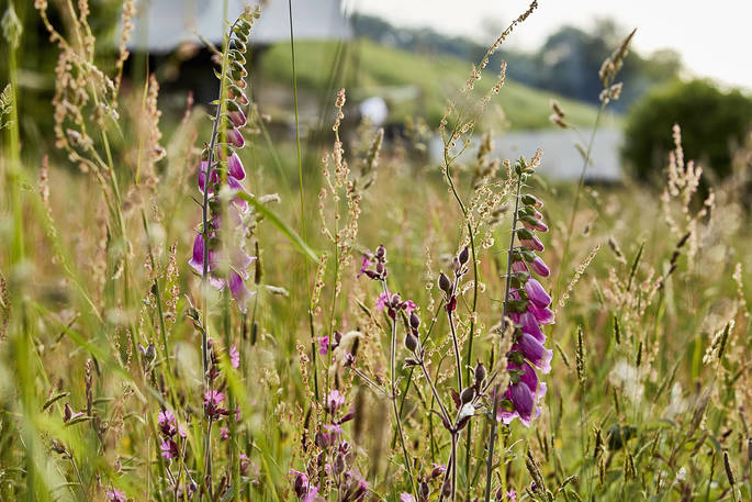 Wild flowers at Longlands safari tents at Combe Martin, North Devon