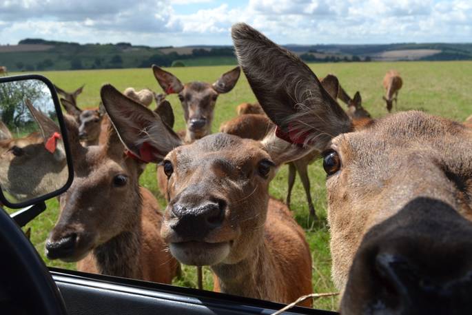 The red deer at Ash Farm up and personal in Dorset 