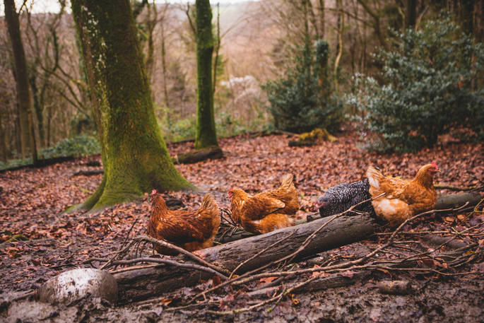 Hen party in the wood