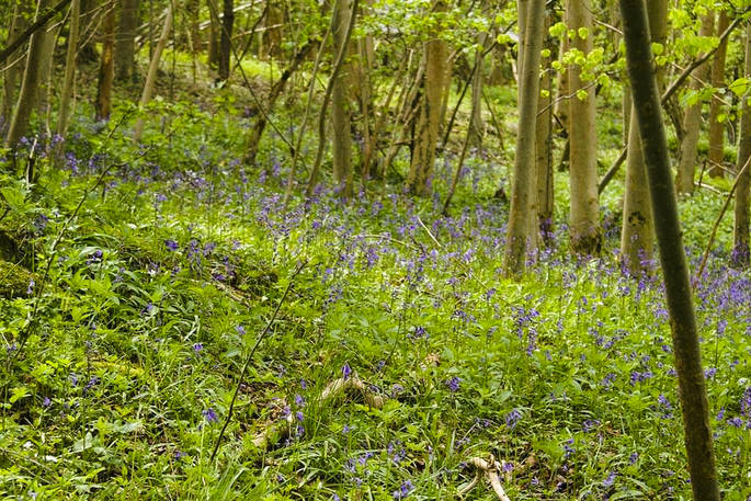Westley Farm bluebells in the woods