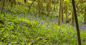 Westley Farm bluebells in the woods