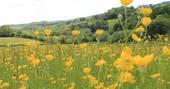 Beautiful buttercups in the meadow near Ragmans Lane Farm in Gloucestershire