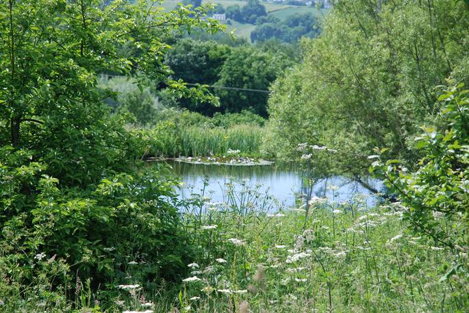 The beautiful pond onsite at Ragmans Lane Farm in Gloucestershire