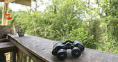 Stand outside Yurt Reynolds and use the binoculars to spot the wildlife at Westley Farm 