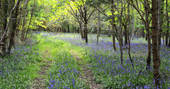 Spend the afternoons walking through the fields of bluebells in Gloucestershire
