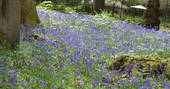 Pretty bluebells at Adhurst in Hampshire