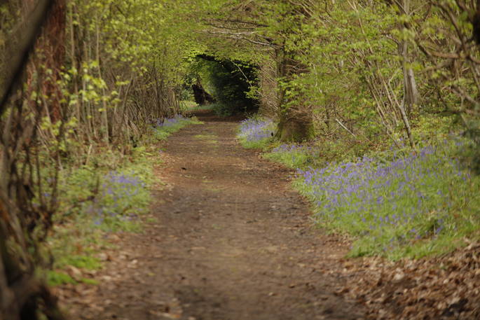 Forest path of wild bluebells at Adhurst in Hampshire