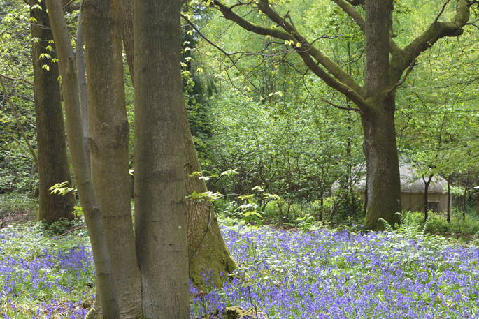 Field of bluebells at Adhurst in Hampshire