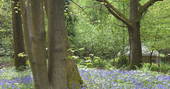 Field of bluebells at Adhurst in Hampshire
