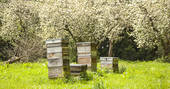 Beehives at The Rother, Hampshire