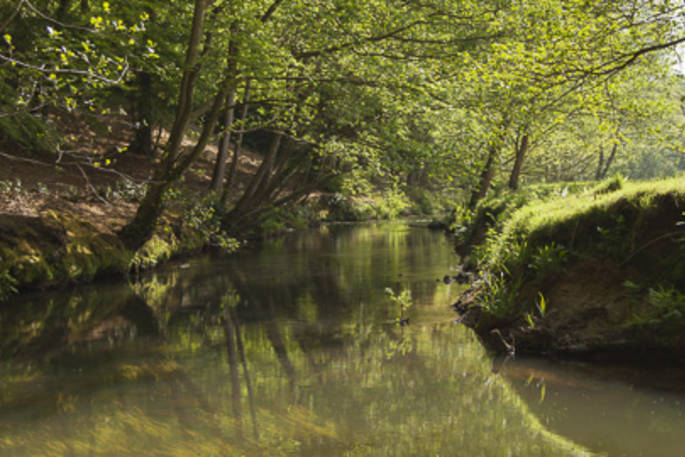 river,  the rother, adhurst wood, hampshire
