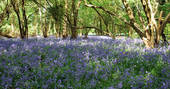 The bluebell field at Beacon, Dorset
