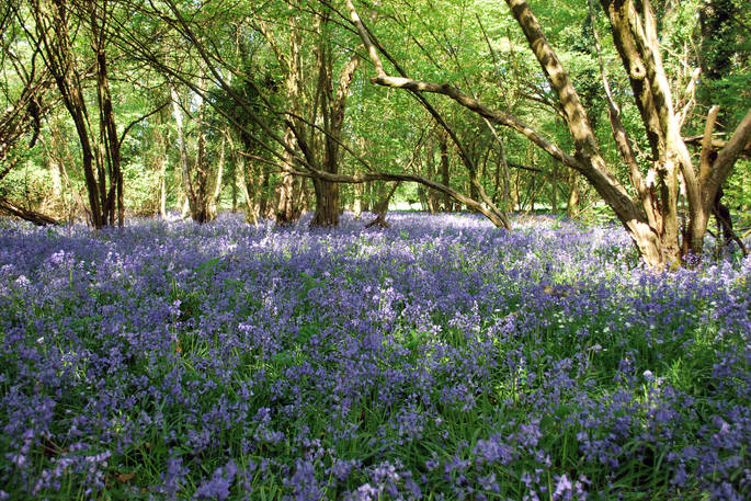 Fields of bluebells surrounding Wriggly Tin in Hampshire 
