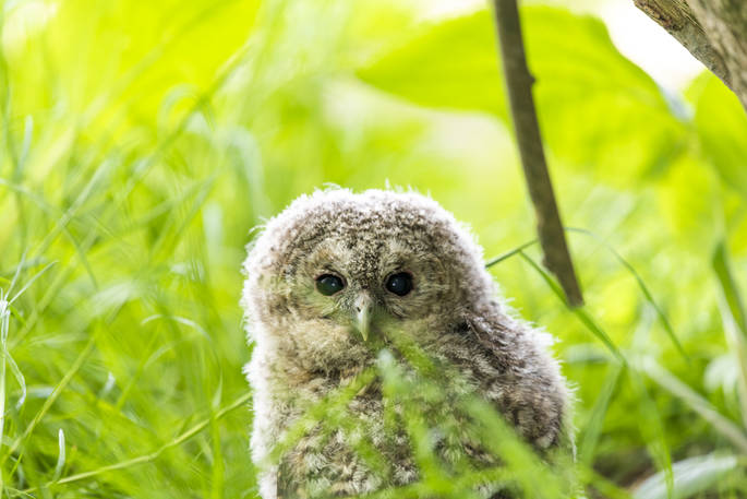 Cynefin Retreat owlet, Clifford, Hereford, Herefordshire, England - by Alex Treadway