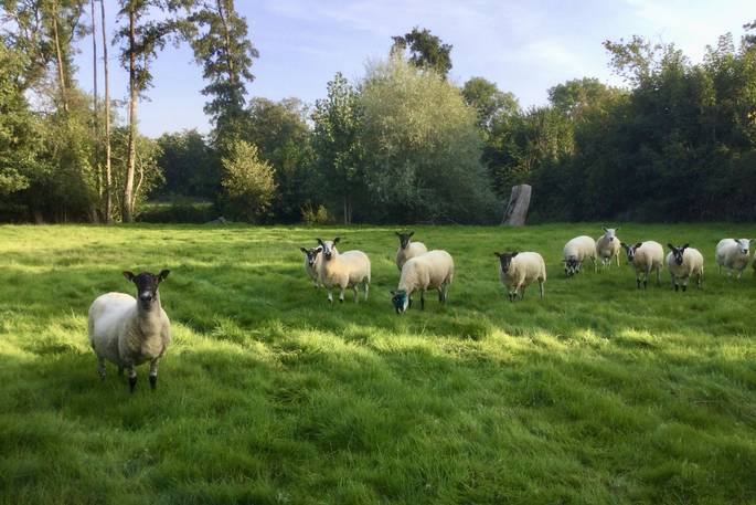 Millie the Hut shepherd's hut friends in the field, Wegnalls Mill, Presteigne, Herefordshire