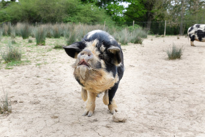 One of the kune-pigs at Sergeant Troy in Edenbridge, Kent