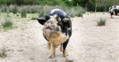 One of the kune-pigs at Sergeant Troy in Edenbridge, Kent