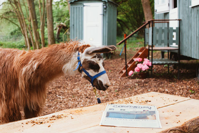 A llama curiously reads the Canopy and Stars post in the grounds of Sergeant Troy