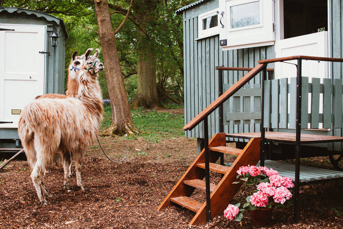 Two llamas pose for the camera in the gardens surrounding Sergeant Troy shepherd's hut