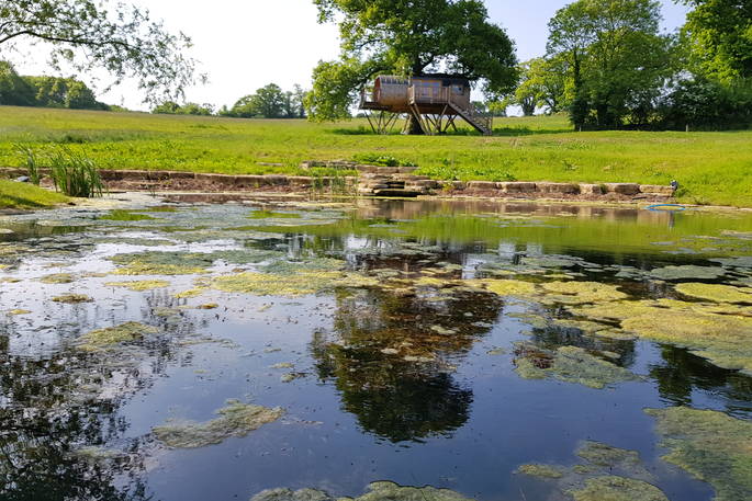 View of the beautiful Cheriton Treehouse from the pond