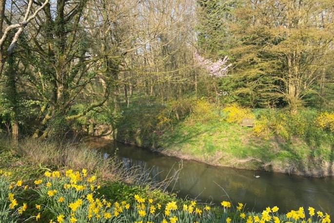 Coach House Cabin glamping - river and daffodils, Castle Cary, Somerset
