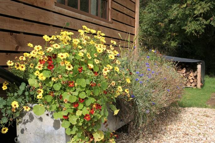 Coach House Cabin glamping - wildflowers, Castle Cary, Somerset