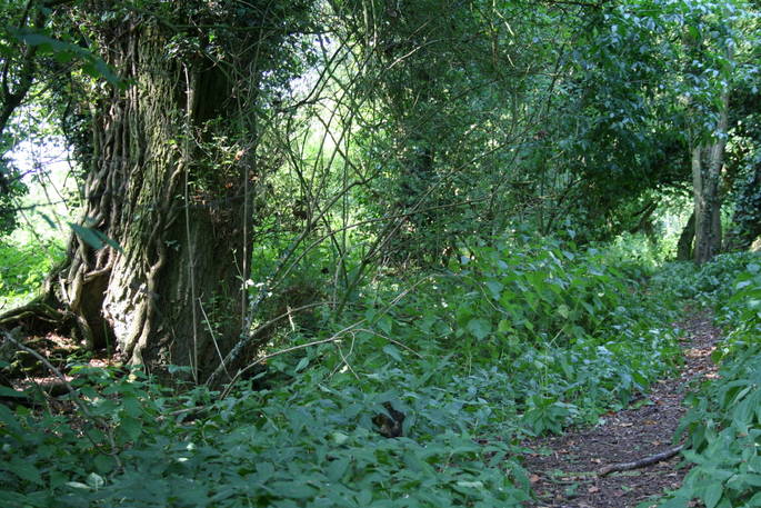 Walk the woodland paths at Secret Meadows in Suffolk