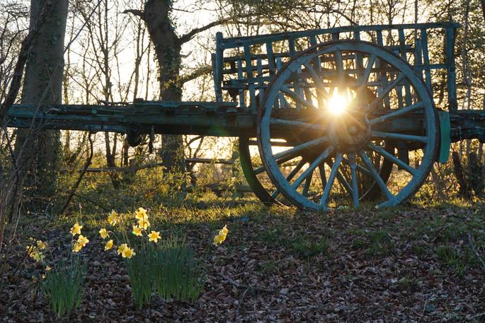 Forest Garden, Ashurstwood daffodils and sunset, East Sussex