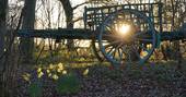 Forest Garden, Ashurstwood daffodils and sunset, East Sussex