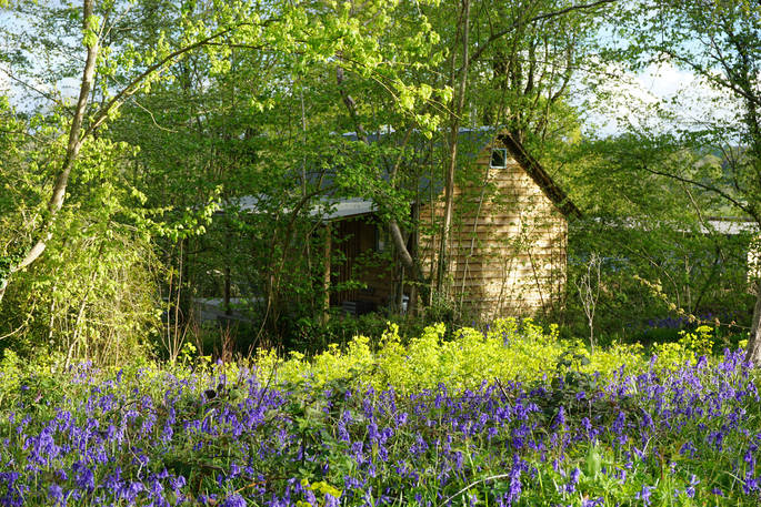Jacaranda Cabin bluebells, Forest Garden, Ashurstwood, East Sussex