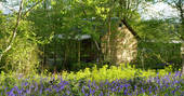 Jacaranda Cabin bluebells, Forest Garden, Ashurstwood, East Sussex