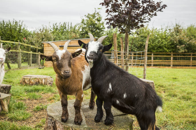 Cute goats at Swallowtail Hill in Sussex