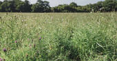The wild flower meadow at Swallowtail Hill in Sussex