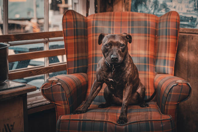 A gorgeous dog sitting on an armchair at The Bothy Project in Highland, Scotland