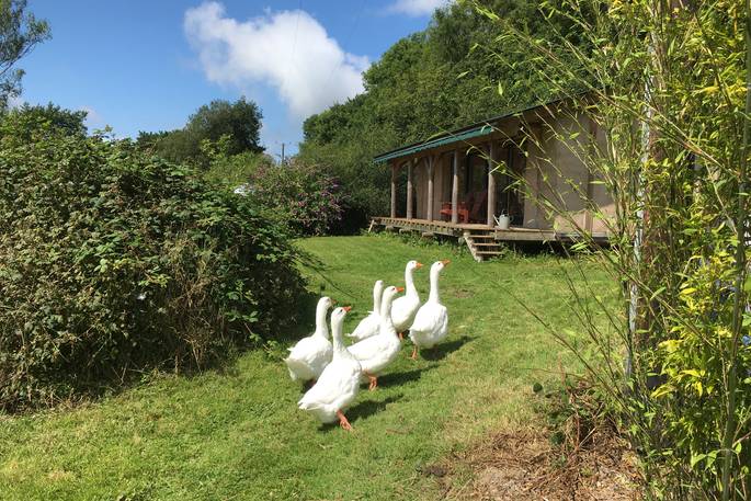 Meet the geese outside of The Stoep cabin at Wildernest in Ceredigion 