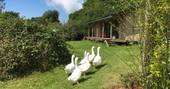 Meet the geese outside of The Stoep cabin at Wildernest in Ceredigion 